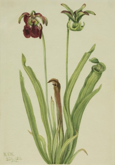Sarracenia rubra da Mary Vaux Walcott