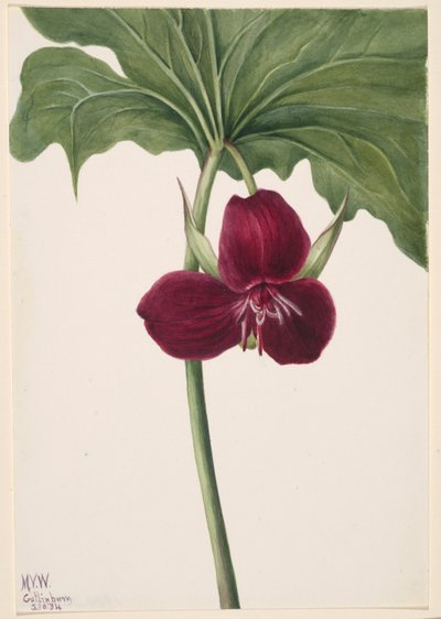 Trillium dolce (Trillium vasyi) da Mary Vaux Walcott