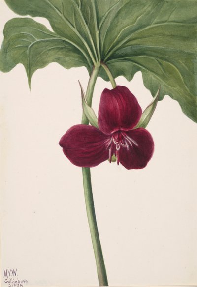 Trillium dolce Trillium vasyi da Mary Vaux Walcott