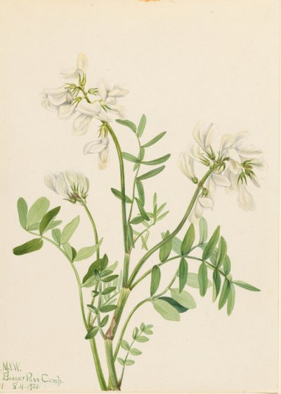 Meliloto (Hedysarum mackenzii) da Mary Vaux Walcott