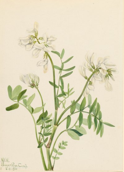 Hedysarum mackenzii da Mary Vaux Walcott