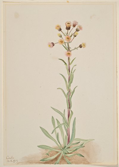 Flebo alto (Erigeron acris) da Mary Vaux Walcott