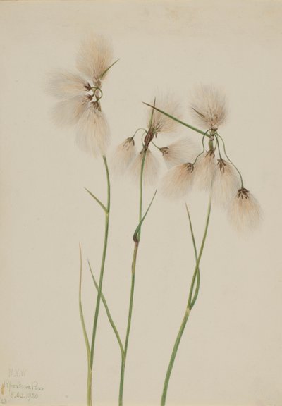 Cotonello (Eriophorum angustifolium) da Mary Vaux Walcott