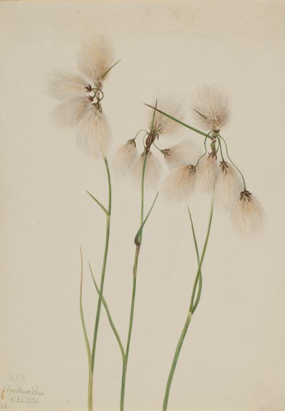 Cotone di palude Eriophorum angustifolium, 1920 da Mary Vaux Walcott