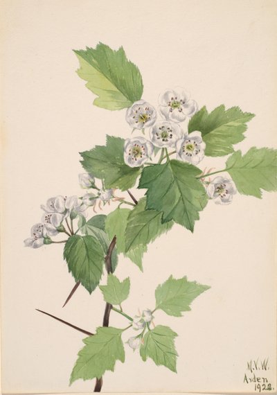 Biancospino Spinoso Crataegus coccinea, 1922 da Mary Vaux Walcott
