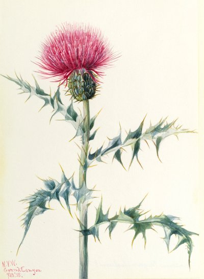 Cardo (Cirsium arizonica) da Mary Vaux Walcott