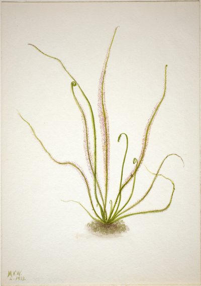 Drosera rotundifolia (Drosera rotundifolia) da Mary Vaux Walcott