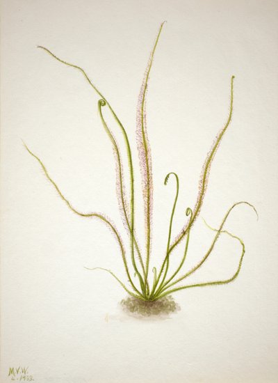 Drosera rotundifolia da Mary Vaux Walcott