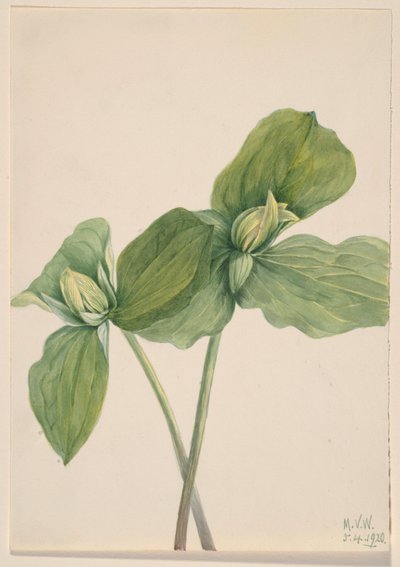 Trillio bruco (Trillium sessile) da Mary Vaux Walcott