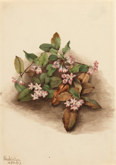 Trailing Arbutus Epigaea repens, 1917 da Mary Vaux Walcott