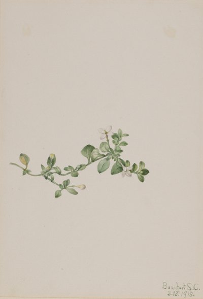 Houstonia rampicante (Houstonia procumbens) da Mary Vaux Walcott