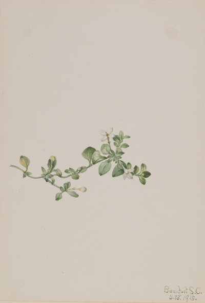 Houstonia strisciante Houstonia procumbens, 1918 da Mary Vaux Walcott