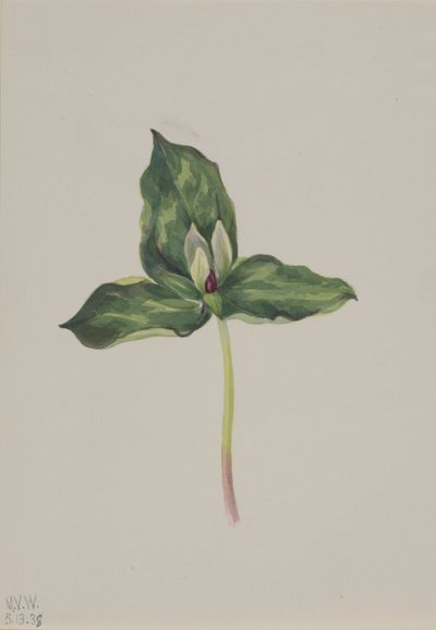 Trillium discolor, 1938 da Mary Vaux Walcott