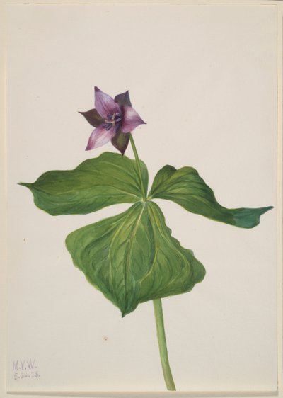 Trillium erectum da Mary Vaux Walcott