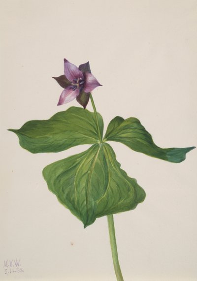 Trillium erectum, 1938 da Mary Vaux Walcott