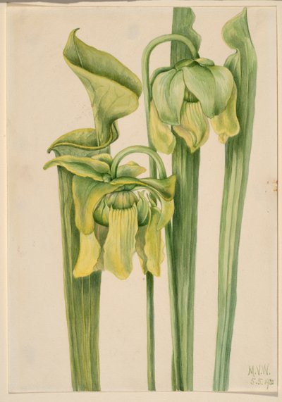 Trombetta (Sarracenia flava) da Mary Vaux Walcott