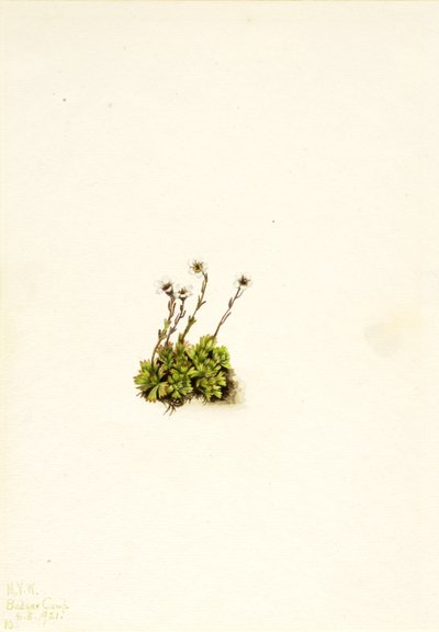 Sassifraga cespitosa, 1921 da Mary Vaux Walcott