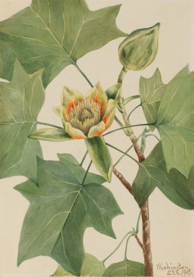 Albero dei tulipani Liriodendron tulipifera da Mary Vaux Walcott