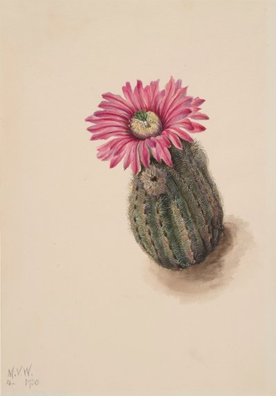 Cactus Testa di Tacchino Echinocerus perbellus da Mary Vaux Walcott