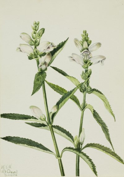 Testuggine (Chelone glabra) da Mary Vaux Walcott