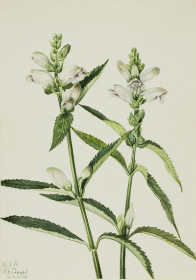 Chelone glabra, 1926 da Mary Vaux Walcott
