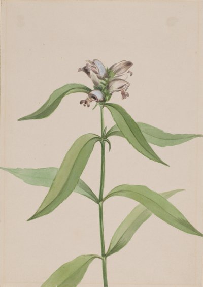 Chelone glabra da Mary Vaux Walcott