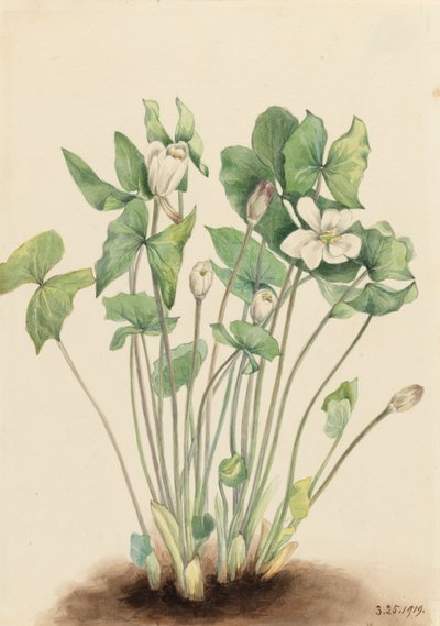 Foglia Gemella Jeffersonia diphylla, 1919 da Mary Vaux Walcott