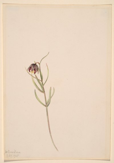 Senza titolo - Studio di un fiore da Mary Vaux Walcott