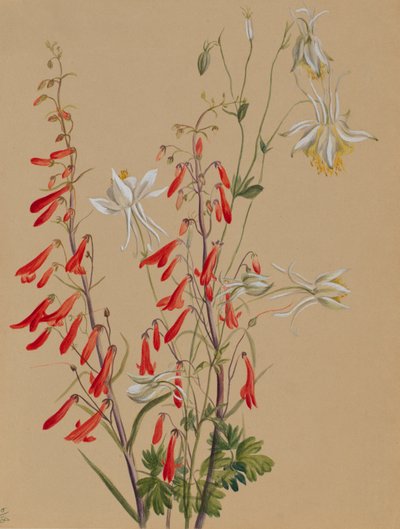 Senza titolo - Studio di un fiore da Mary Vaux Walcott