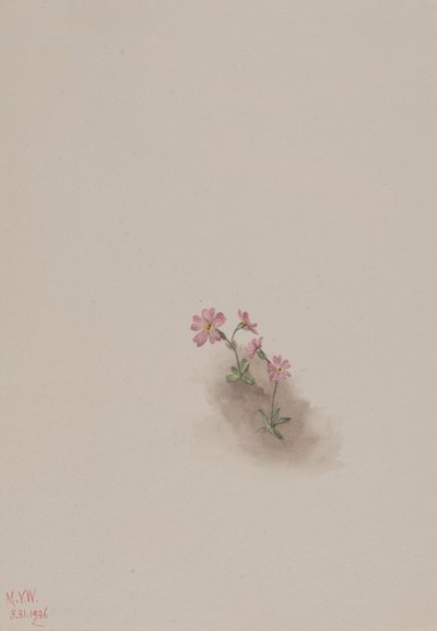 Senza titolo - Studio di un fiore da Mary Vaux Walcott