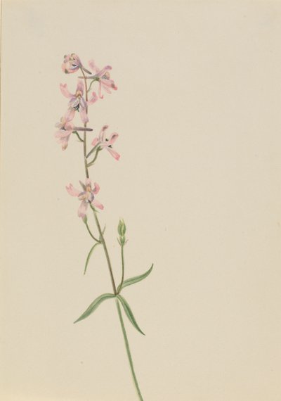 Senza titolo - Studio di un fiore da Mary Vaux Walcott