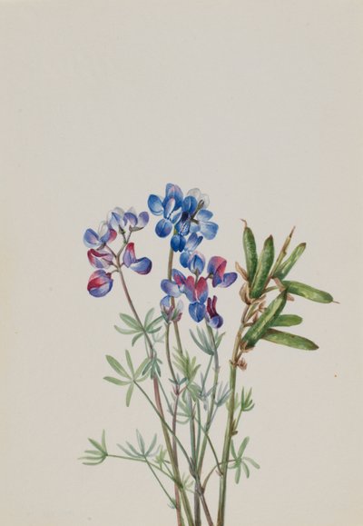 Senza titolo - Studio di un fiore da Mary Vaux Walcott