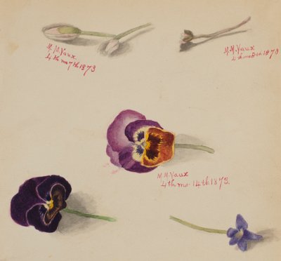 Senza titolo - Studio di fiori, 1873 da Mary Vaux Walcott