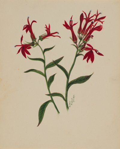 Senza titolo - Studio di fiori da Mary Vaux Walcott