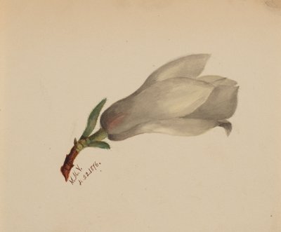 Senza titolo - Studio di fiori da Mary Vaux Walcott
