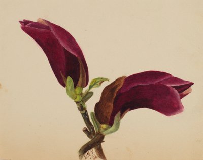 Senza titolo - Studio di fiori da Mary Vaux Walcott