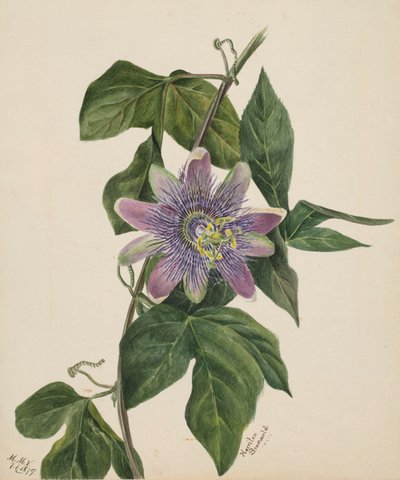 Senza Titolo--Studio di Fiori, 1879 da Mary Vaux Walcott