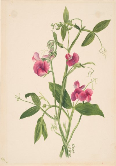 Studio di fiori da Mary Vaux Walcott