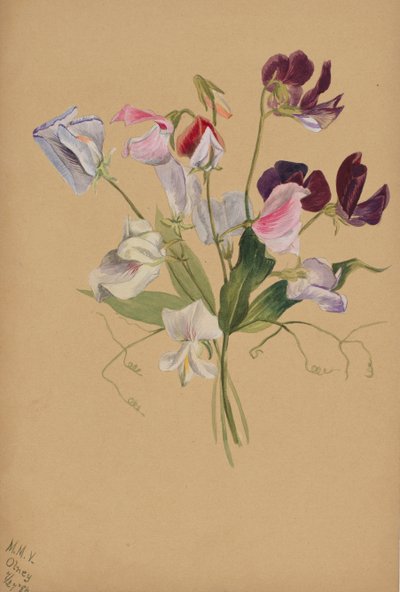 Studio di Fiori da Mary Vaux Walcott
