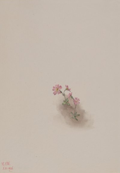 Senza titolo - Studio di fiori, 1936 da Mary Vaux Walcott