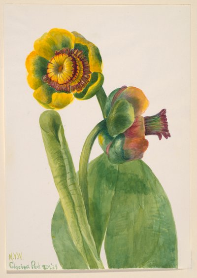 Senza titolo - Studio di fiori, 1939 da Mary Vaux Walcott