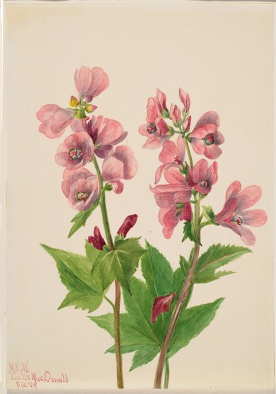 Senza titolo - Studio di fiori da Mary Vaux Walcott