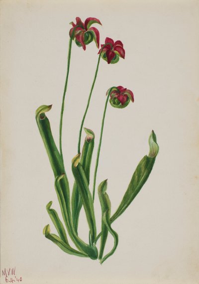 Senza Titolo - Studio di Fiori da Mary Vaux Walcott