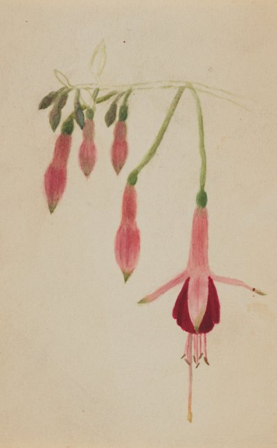 Senza titolo - Studio di fiori, ca. 1872-1874 da Mary Vaux Walcott