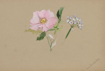 Senza titolo - Studio di fiori, ca. 1876-1878 da Mary Vaux Walcott
