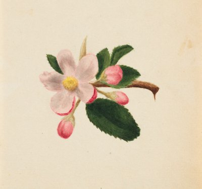 Senza titolo - Studio di fiori, ca. 1876 da Mary Vaux Walcott