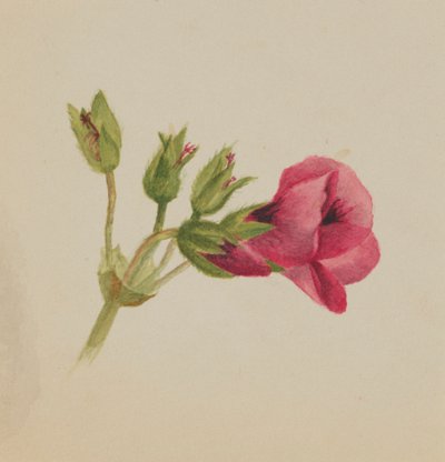Senza titolo - Studio di fiori, ca. 1876 da Mary Vaux Walcott