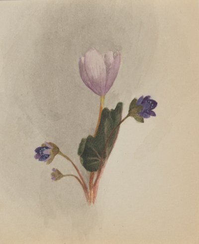 Senza titolo - Studio di fiori, ca. 1876 da Mary Vaux Walcott