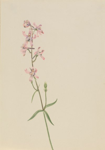 Senza titolo - Studio di fiori, ca. 1900-1930 da Mary Vaux Walcott