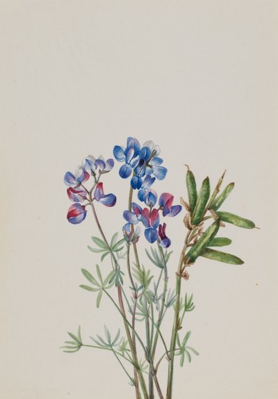 Senza titolo - Studio di Fiori da Mary Vaux Walcott